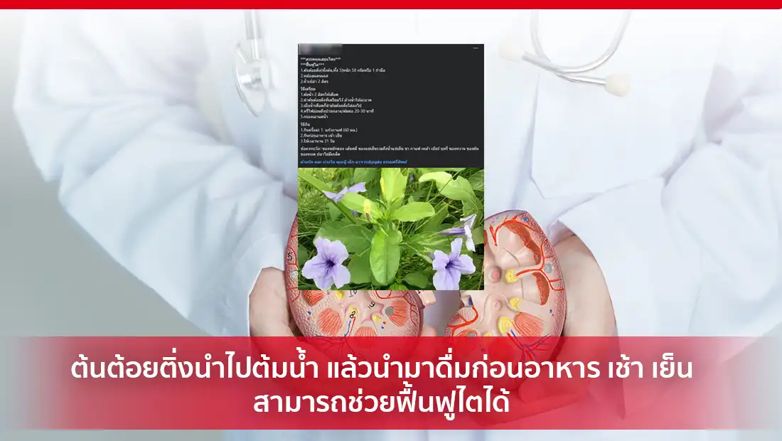 ต้นต้อยติ่งสามารถช่วยฟื้นฟูไตได้